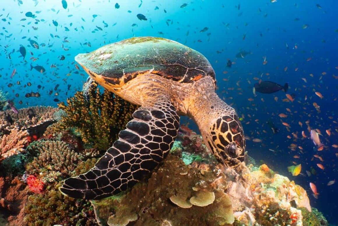 Underwater Portfolio One