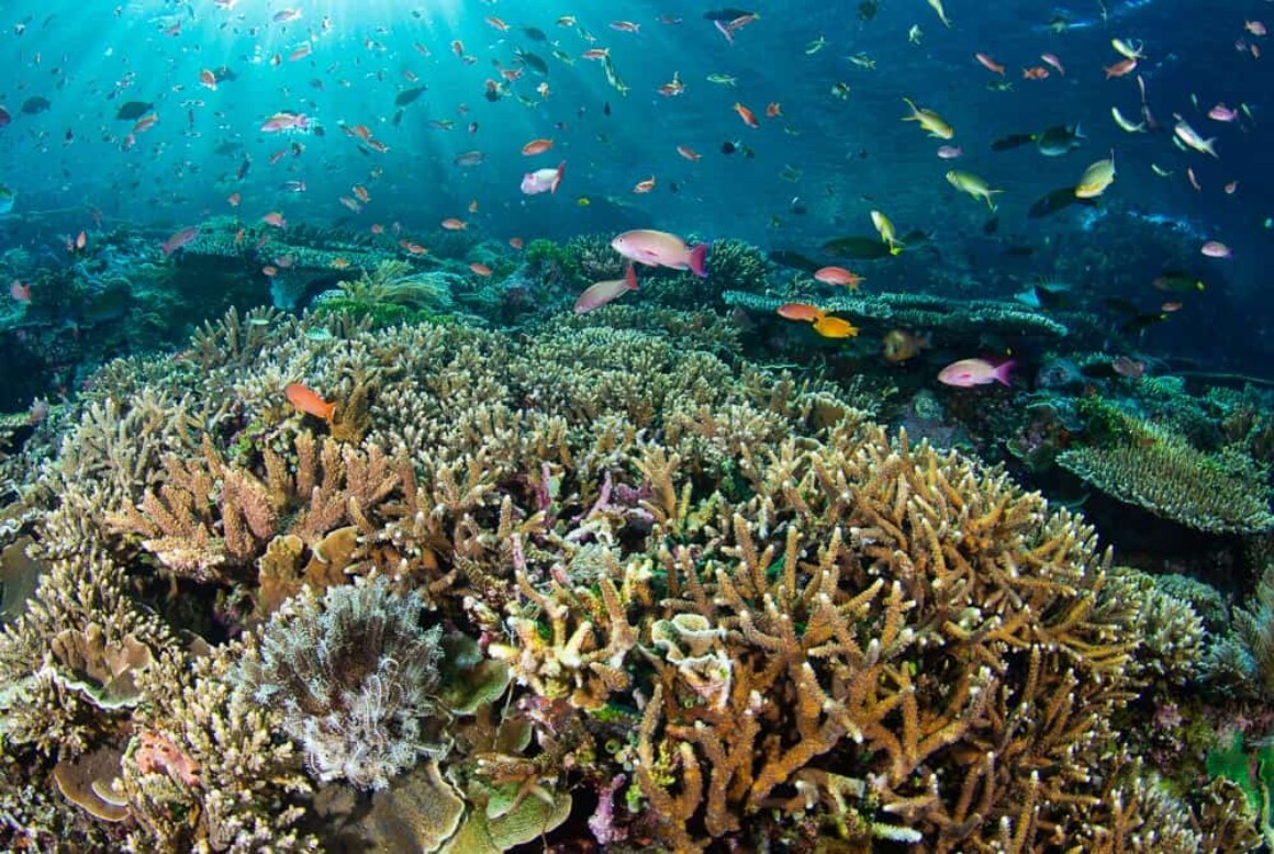 Underwater Portfolio One