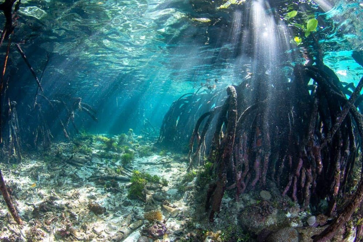 Underwater Portfolio One