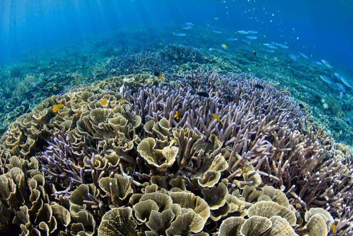 Underwater Portfolio One