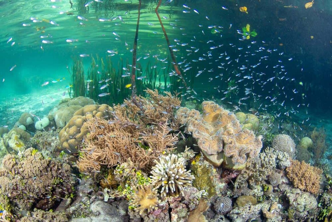 Underwater Portfolio One