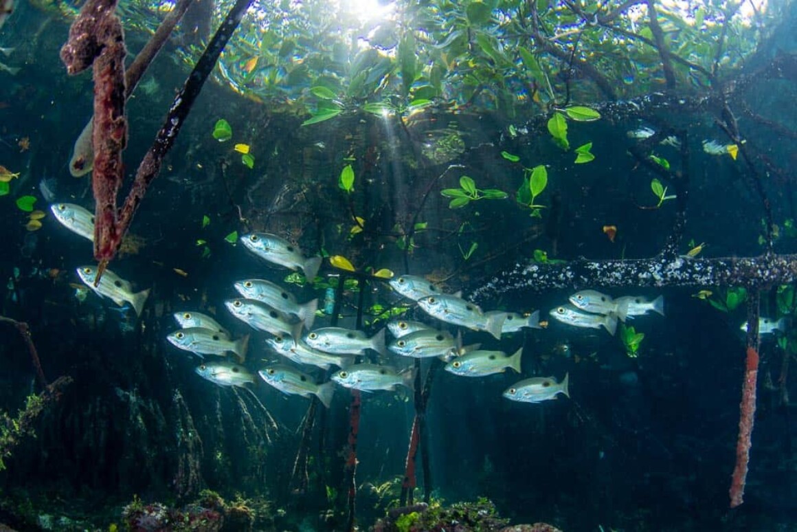 Underwater Portfolio One