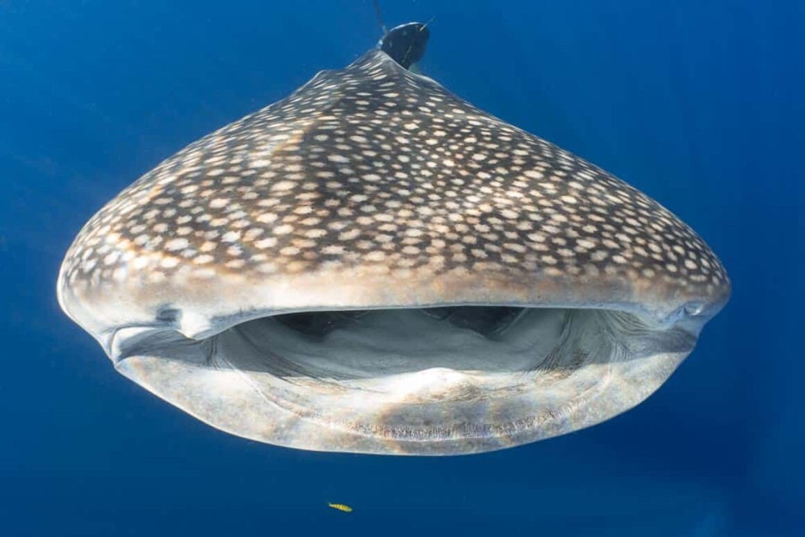 Underwater Portfolio One