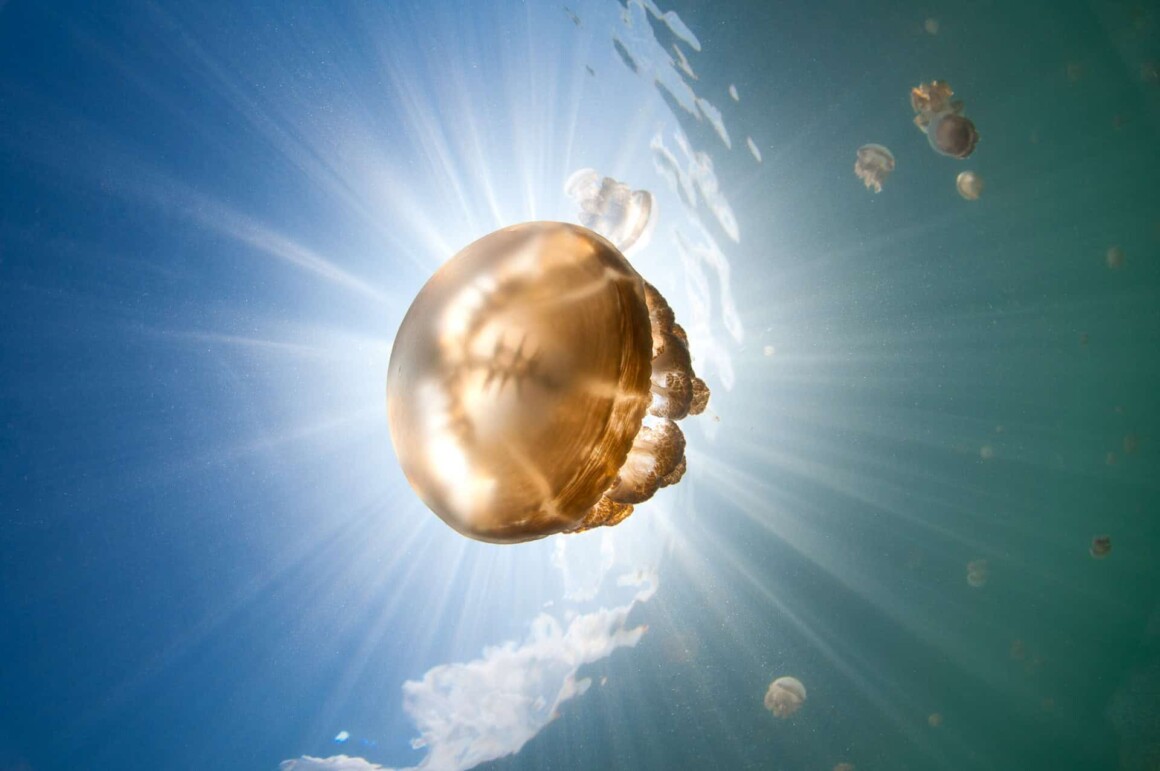 Underwater Portfolio One