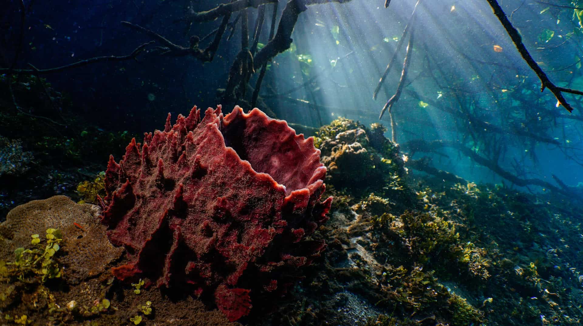 Sponge and Sunrays