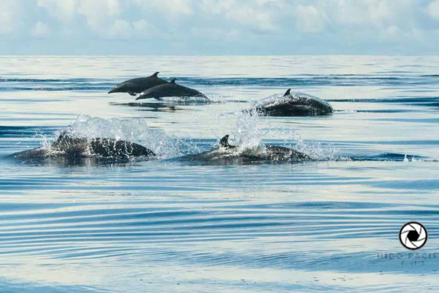 Dolphins Raja Ampat