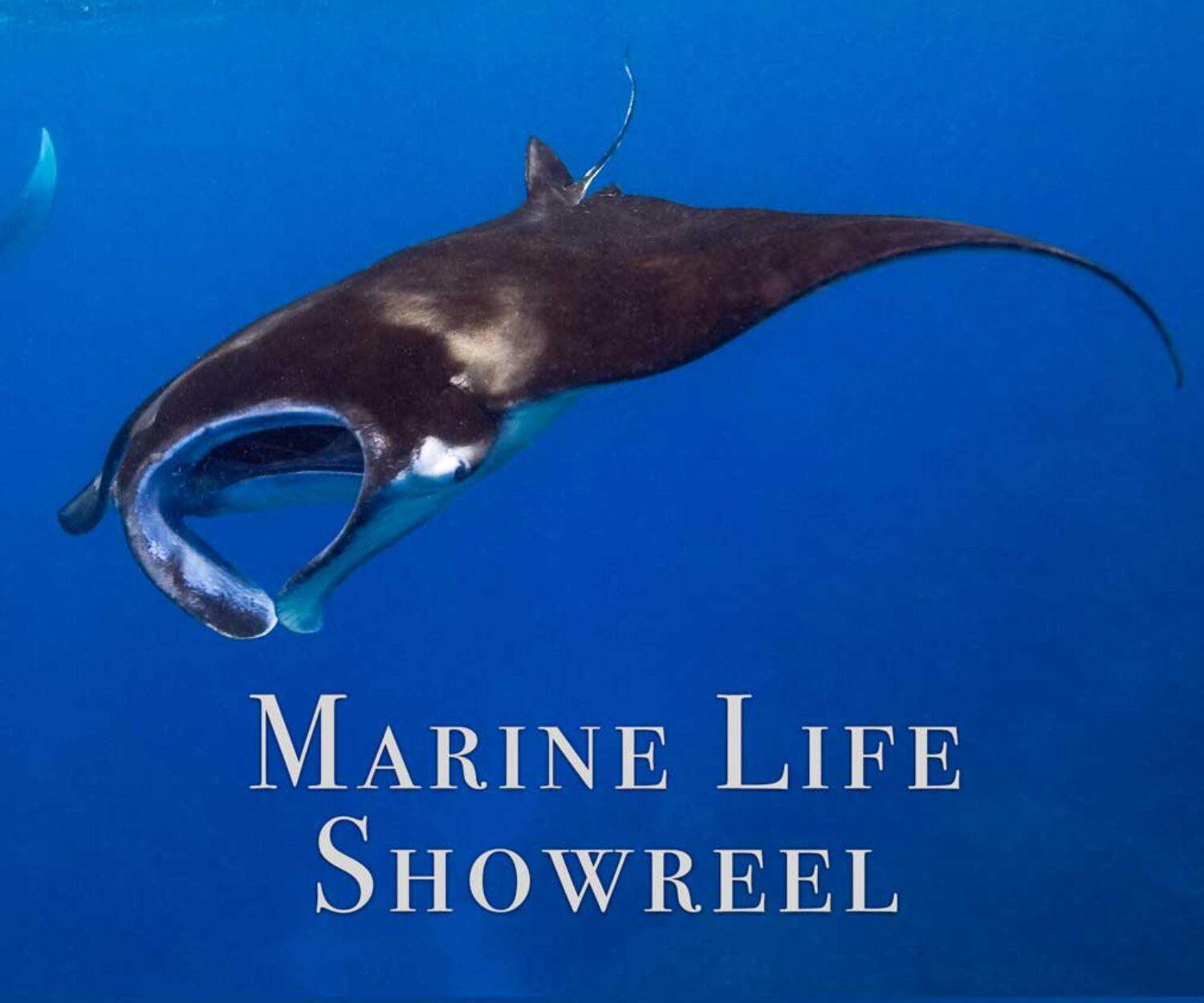 Marine Life Showreel