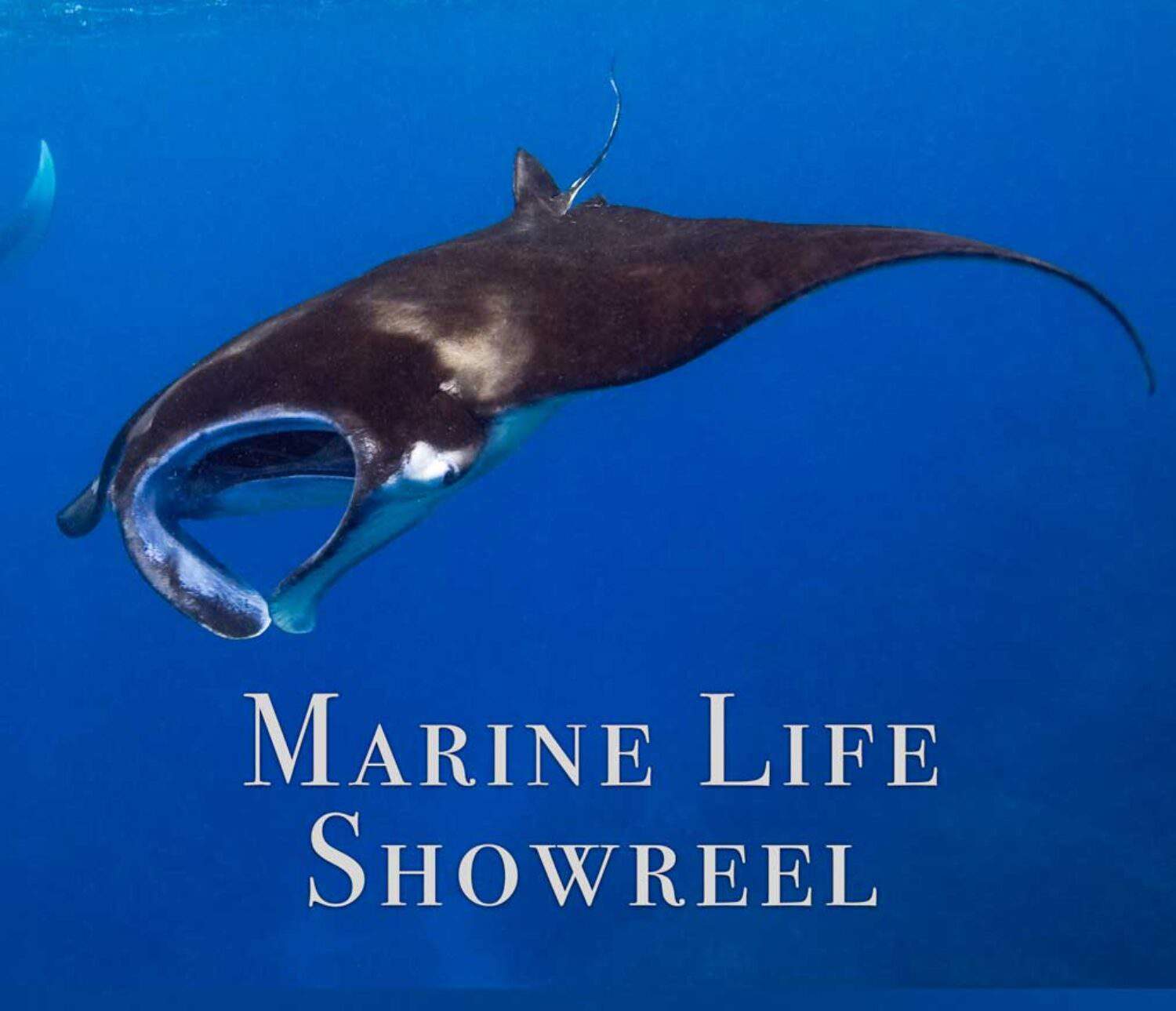 Marine Life Showreel