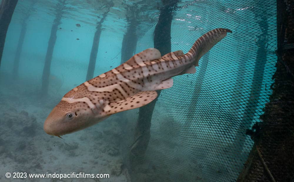 ReShark Baby Leopard Zebra Shark StAR Project