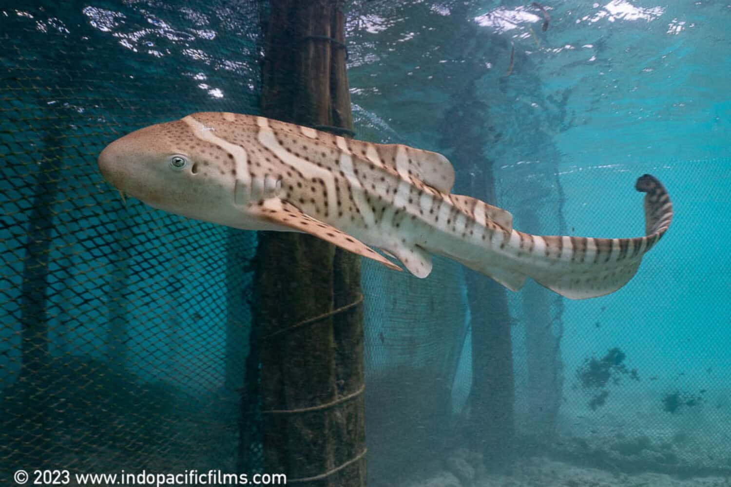 Zebra Shark Leopard Shark