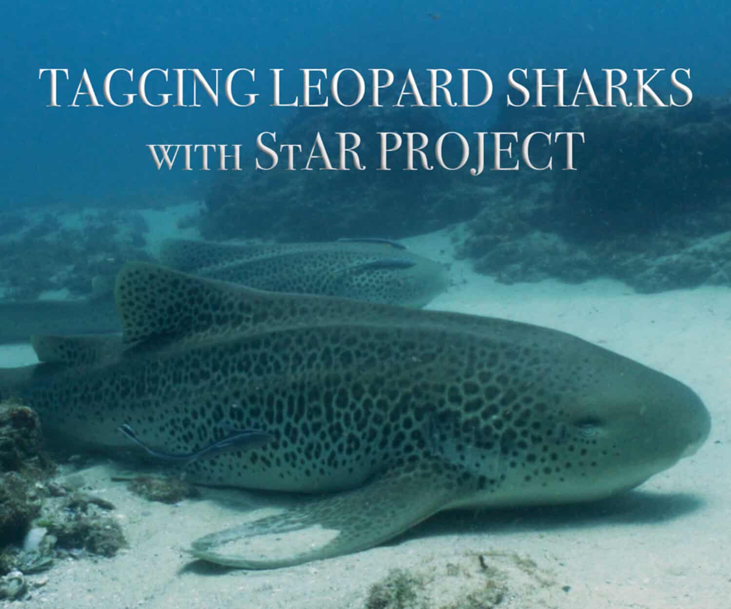 Tagging Leopard Sharks