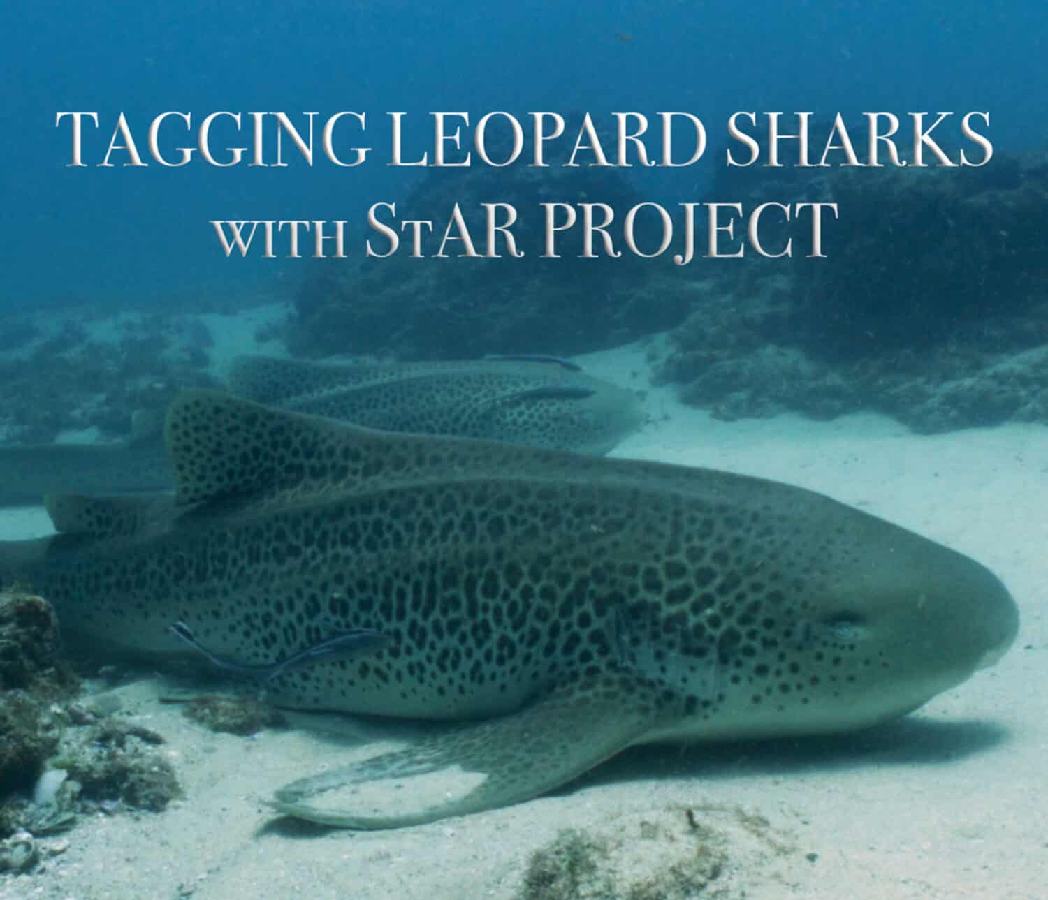 Tagging Leopard Sharks