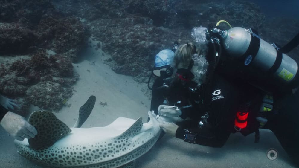 Sampling Leopard Shark