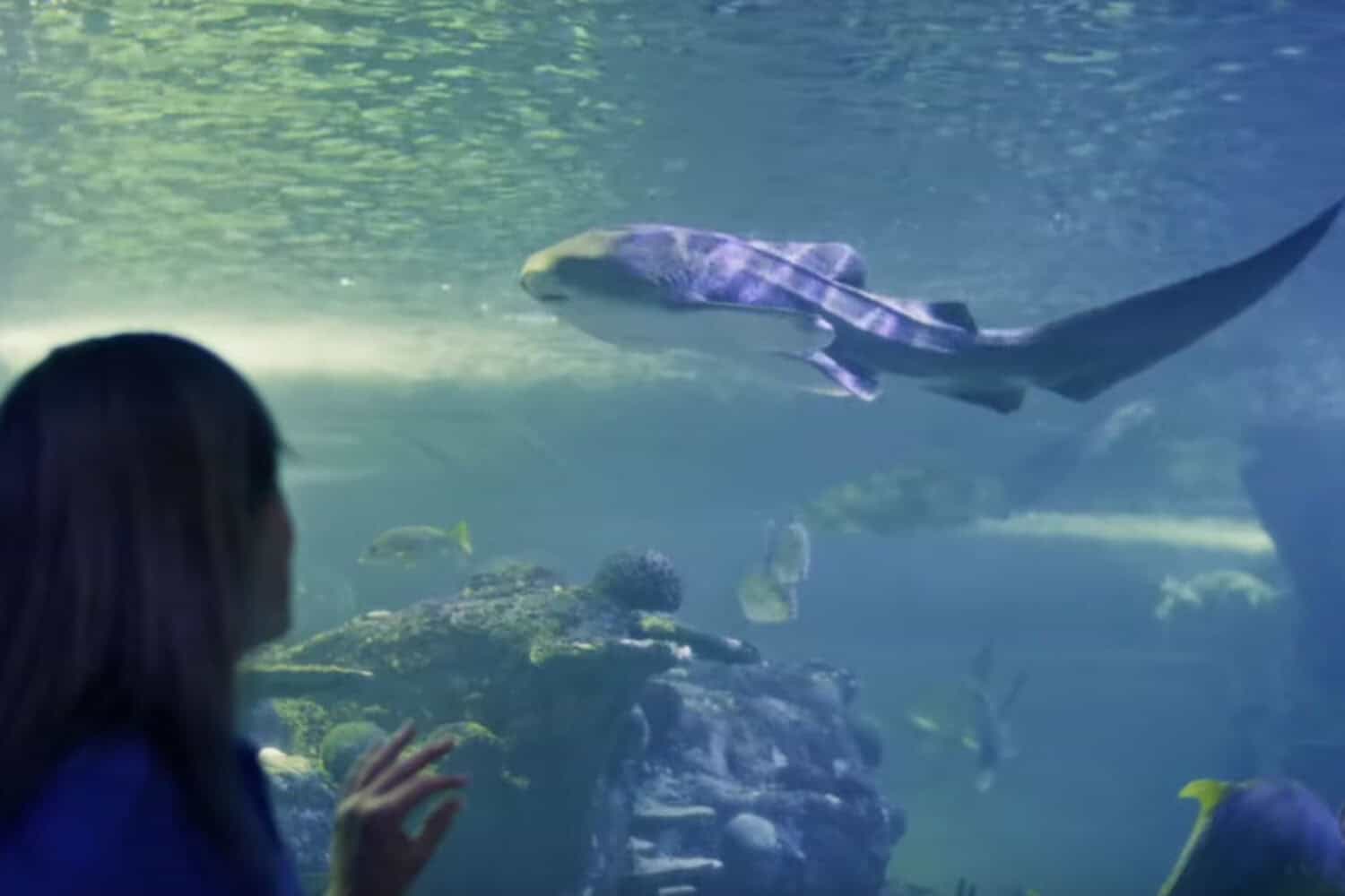 Leopard Shark Sydney Aquarium
