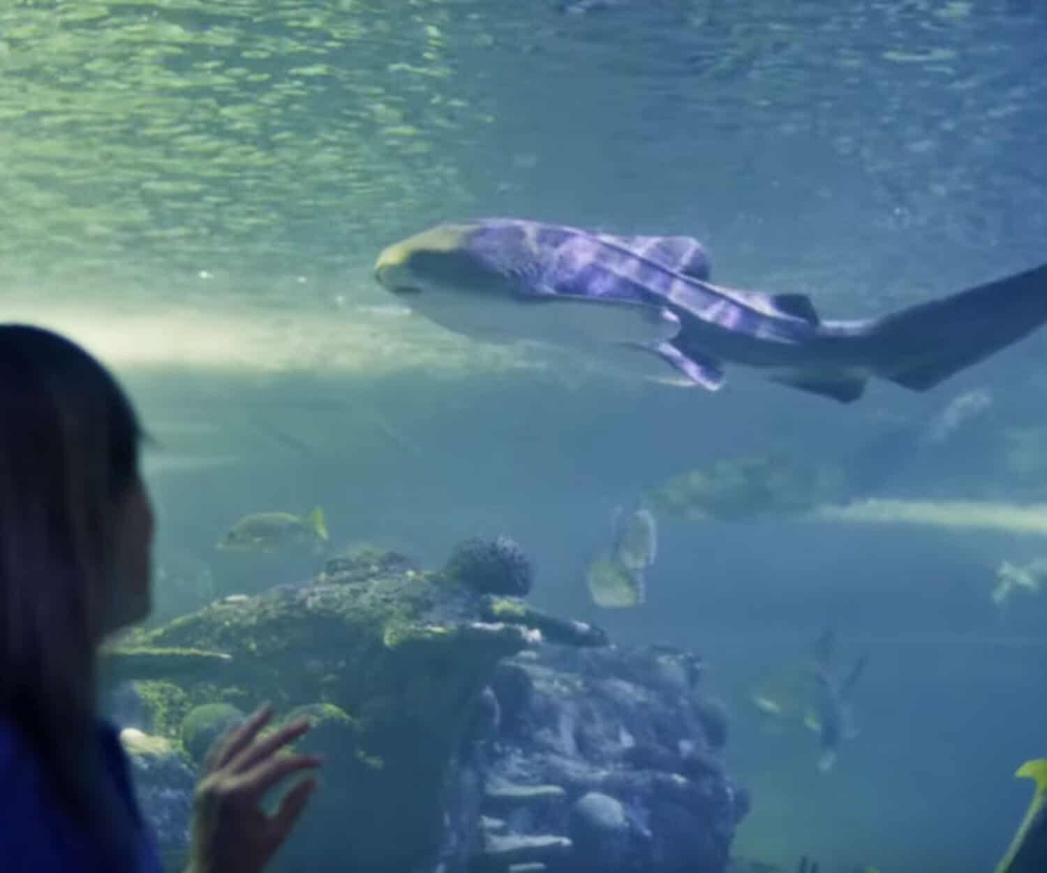 Leopard Shark Sydney Aquarium