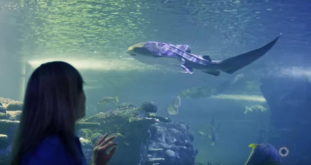 Leopard Shark Sydney Aquarium