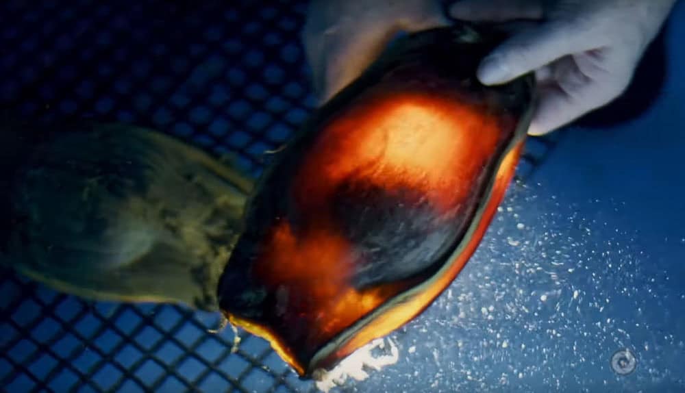 Leopard Shark Egg