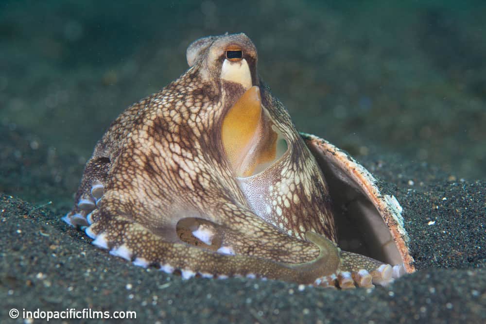 Coconut Octopus, Marine Life